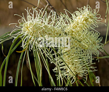 Cremosa grandi fiori bianchi e lunghe foglie verdi di Grevillea parallela, beefwood, argento rovere, Australian albero nativa Foto Stock