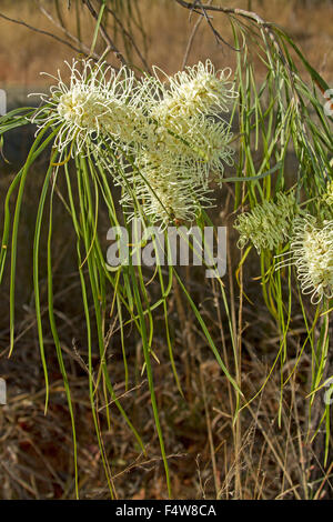 Cluster di bianco panna fiori & lunghe e sottili foglie verdi di nativi Australiani Grevillea struttura parallela, beefwood, rovere argento Foto Stock