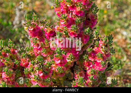 Cluster di rosa chiaro / rosso fiori e foglie di Maireana brevifolia syn Kochia, Yanga ha bush, Australia bluebush nell'outback Foto Stock