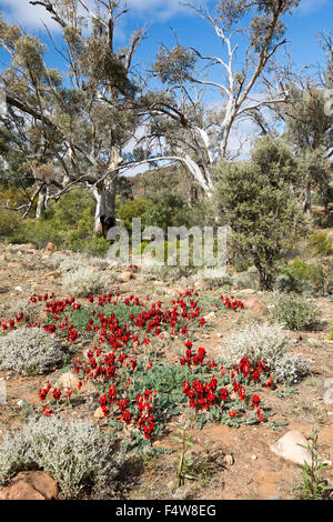 Paesaggio colorato in Australia outback con tappeto di fiori rossi di Sturt deserto del pisello, Swainsona formosa & alberi di gomma sotto il cielo blu Foto Stock