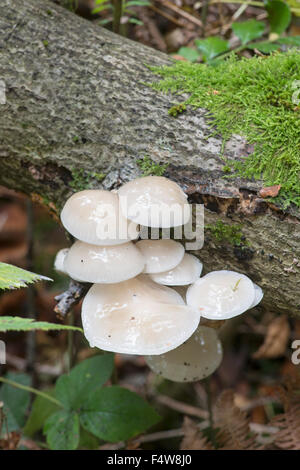 Fungo di porcellana: Oudemansiella mucida. Cresce in faggio, Sussex, Inghilterra Foto Stock