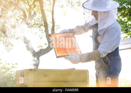 Apicoltore in abbigliamento protettivo esaminando le api sul favo di miele Foto Stock
