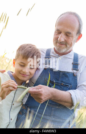 Nonno agricoltore che mostra nipote levetta di frumento Foto Stock