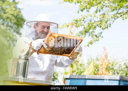 Apicoltore in tuta protettiva esaminando le api sul favo di miele Foto Stock