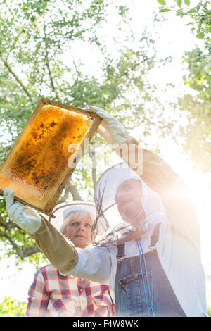 Gli apicoltori in abbigliamento protettivo esaminando le api sul favo di miele Foto Stock