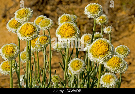 Cluster di grandi dimensioni di giallo e bianco fiori e foglie di Polycalymma stuartii, Uovo affogato margherite crescendo in outback Australia Foto Stock