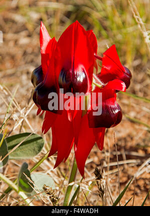 Rosso vivo dei fiori di Sturt il deserto della pea Swainsona formosa, stato emblema floreale, in Flinders Ranges in outback Australia del Sud Foto Stock