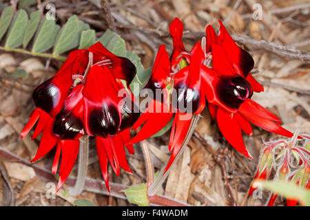 Cluster di rosso vivace di Fiori & Foglie di Sturt il deserto della pea Swainsona formosa in Flinders Ranges in outback Australia del Sud Foto Stock