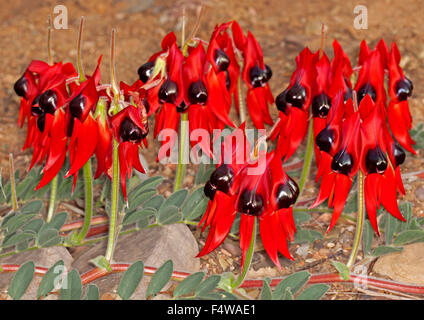 Cluster di grandi dimensioni di vividi fiori rossi & Foglie di Sturt il deserto della pea Swainsona formosa in Flinders Ranges in outback Australia Foto Stock