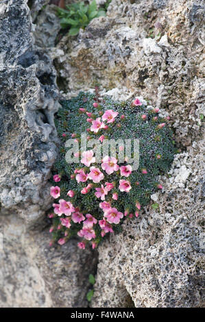 Sassifraga, Saxifraga sp., cresce su rocce calcaree, Pirenei, Spagna. Foto Stock