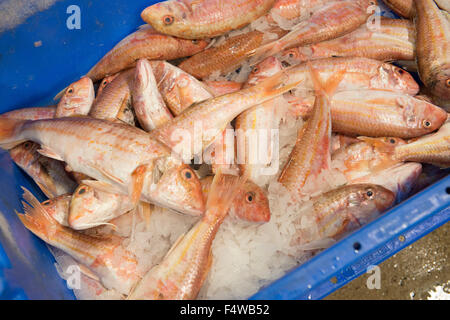 Pesce in scatole in un mercato del pesce pronto per andare verso i clienti / Ristoranti / mercanti di pesce ecc Foto Stock