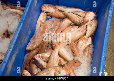 Pesce in scatole in un mercato del pesce pronto per andare verso i clienti / Ristoranti / mercanti di pesce ecc Foto Stock