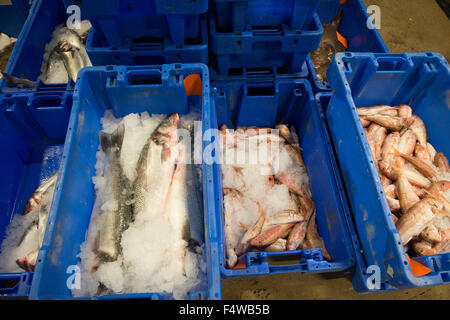 Pesce in scatole in un mercato del pesce pronto per andare verso i clienti / Ristoranti / mercanti di pesce ecc Foto Stock