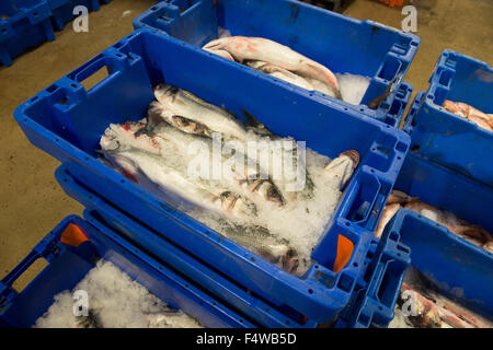 Pesce in scatole in un mercato del pesce pronto per andare verso i clienti / Ristoranti / mercanti di pesce ecc Foto Stock