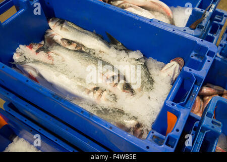 Pesce in scatole in un mercato del pesce pronto per andare verso i clienti / Ristoranti / mercanti di pesce ecc Foto Stock