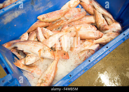 Pesce in scatole in un mercato del pesce pronto per andare verso i clienti / Ristoranti / mercanti di pesce ecc Foto Stock