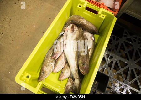 Pesce in scatole in un mercato del pesce pronto per andare verso i clienti / Ristoranti / mercanti di pesce ecc Foto Stock