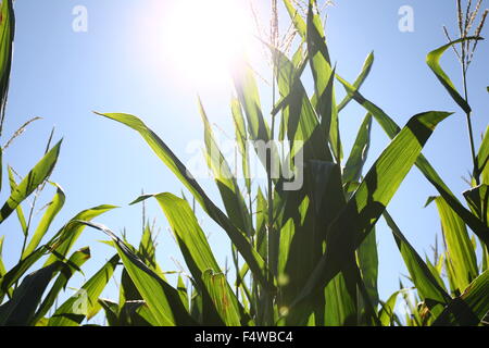 La luce del sole che splende attraverso un campo di mais. Foto Stock