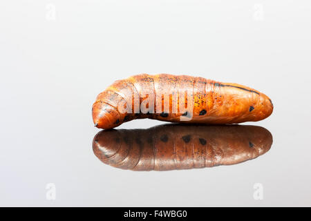 Una larva da un elefante Hawk-moth su un nero titolo polacco Foto Stock