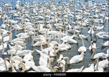 Un'immagine che mostra i cigni al Abbotsbury swan santuario nel Dorset. Foto Stock