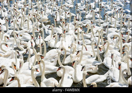 Un'immagine che mostra i cigni al Abbotsbury swan santuario nel Dorset. Foto Stock