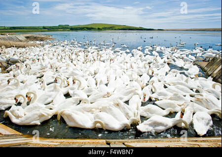 Un'immagine che mostra i cigni al Abbotsbury swan santuario nel Dorset. Foto Stock