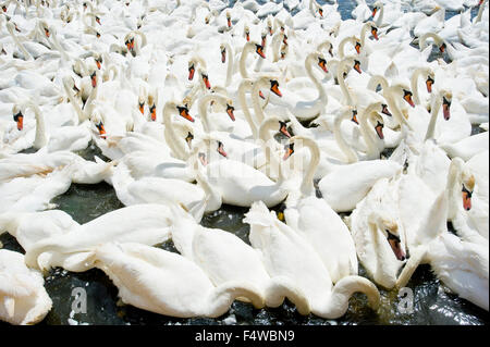 Un'immagine che mostra i cigni al Abbotsbury swan santuario in Dorset al momento del pasto. Foto Stock