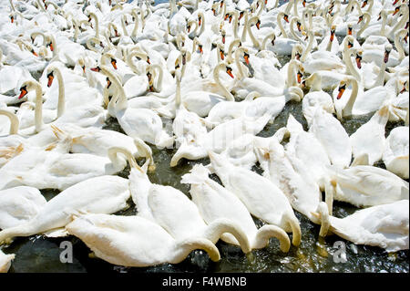 Un'immagine che mostra i cigni al Abbotsbury swan santuario in Dorset al momento del pasto. Foto Stock