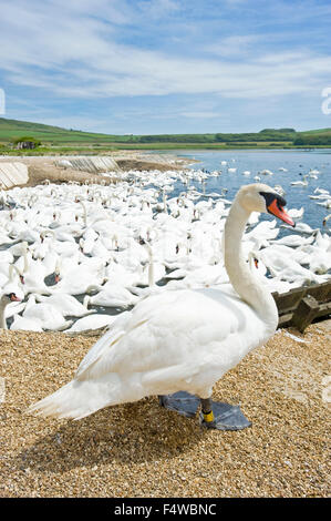 Un'immagine che mostra uno dei cigni su terreni in primo piano a Abbotsbury swan santuario nel Dorset. Foto Stock