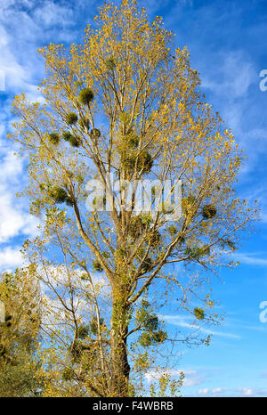 Vischio (Viscum album) sugli alberi di pioppo in autunno Foto Stock