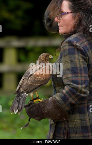 Donna falconer con harris hawk Foto Stock