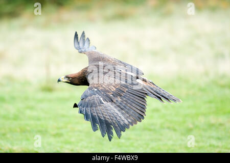 Gloden eagle Foto Stock