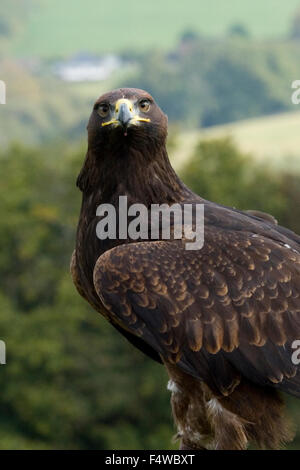 Gloden eagle x steppa eagle Foto Stock