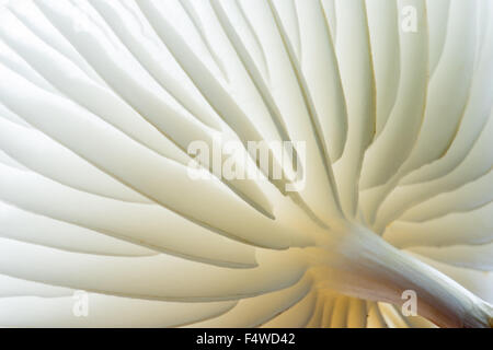 Funghi di porcellana (Oudemansiella mucida), lato inferiore, Hesse, Germania Foto Stock