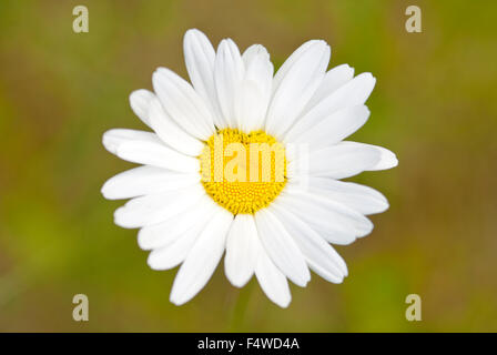 Oxeye daisy (Leucanthemum vulgare), a forma di cuore, Bassa Sassonia, Germania Foto Stock