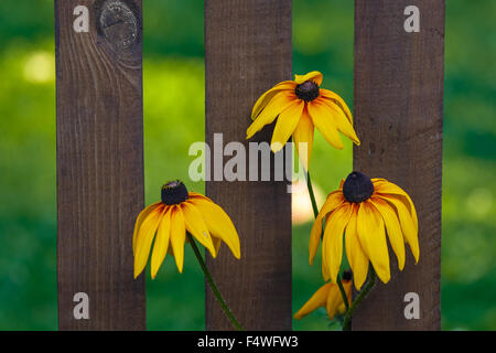 Fiori gialli di rudbeckia contro una recinzione di legno Foto Stock