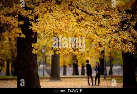 Praga, Repubblica Ceca. 23 Ott, 2015. I colori autunnali nel parco presso i tiratori (Strelecky) Isola di Praga Repubblica Ceca, Ottobre 23, 2015. © Katerina Sulova/CTK foto/Alamy Live News Foto Stock
