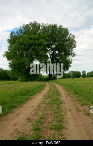 Grande Albero lato destro da strada in verde prato e cielo nuvoloso sullo sfondo Foto Stock