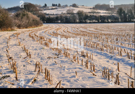 Nevicata in un campo di stoppia a Naish Hill, Wiltshire. Foto Stock