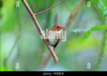 Rufous-browed Flycatcher (Ficedula solitaris) in Malesia Foto Stock