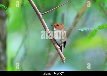 Rufous-browed Flycatcher (Ficedula solitaris) in Malesia Foto Stock