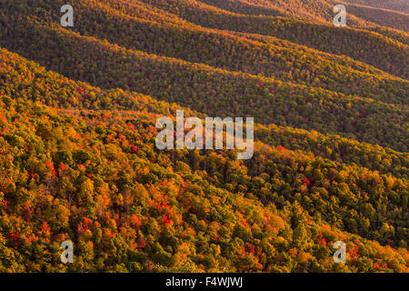 Il fogliame di autunno a sunrise in Blue Ridge National Park da Pounding Mill si affacciano al di fuori di Asheville, North Carolina. Foto Stock