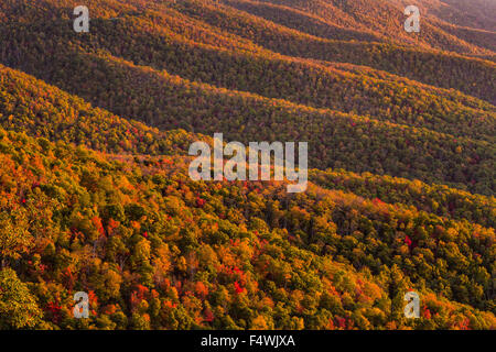 Il fogliame di autunno a sunrise in Blue Ridge National Park da Pounding Mill si affacciano al di fuori di Asheville, North Carolina. Foto Stock