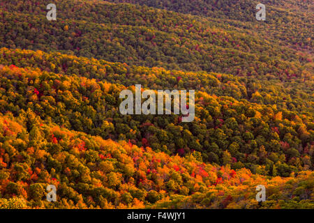 Il fogliame di autunno a sunrise in Blue Ridge National Park da Pounding Mill si affacciano al di fuori di Asheville, North Carolina. Foto Stock