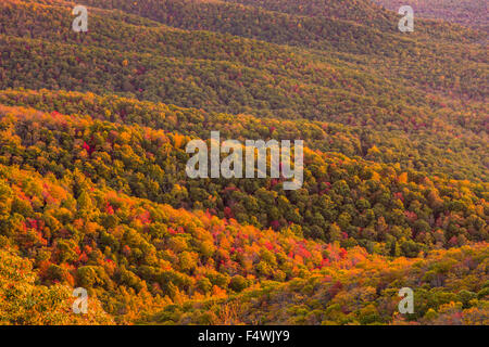 Il fogliame di autunno a sunrise in Blue Ridge National Park da Pounding Mill si affacciano al di fuori di Asheville, North Carolina. Foto Stock