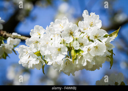 I grappoli di fiori di ciliegio. Blossoms blooming contro un vivid blue sky. Foto Stock