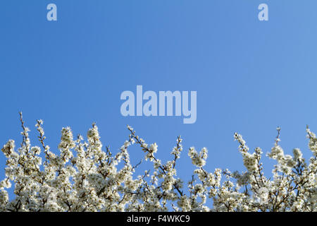 Prugnolo Blossom sul cielo blu. Il ramo con fiori di colore bianco. Foto Stock