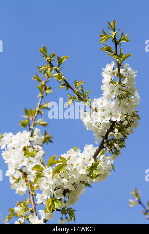 I grappoli di fiori di ciliegio. Blossoms blooming contro un vivid blue sky. Foto Stock