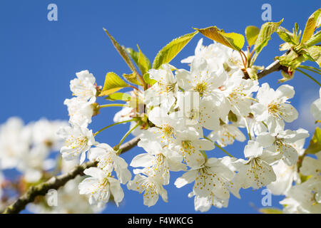 I grappoli di fiori di ciliegio. Blossoms blooming contro un vivid blue sky. Foto Stock