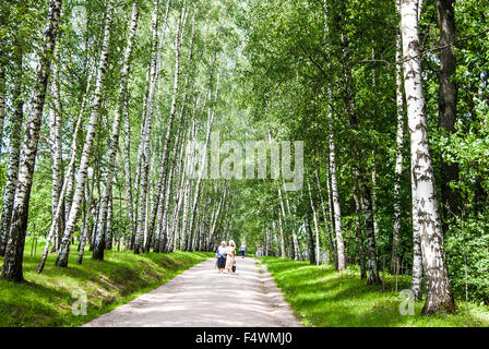 I trunk di betulla nel parco. Foto Stock